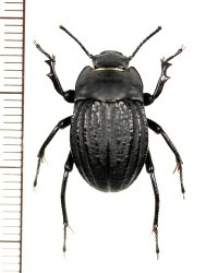 ゴミムシダマシの一種　Tenebrionidae species　ヨルダン