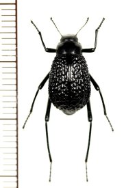 ゴミムシダマシの一種　Adesmia anomala dejeani　カザフスタン