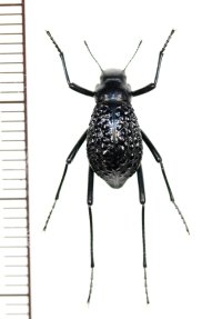 ゴミムシダマシの一種　Adesmia jugalis　カザフスタン