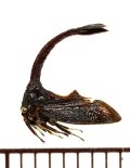 ツノゼミの一種　Hypsauchenia hardwickii　ベトナム南部