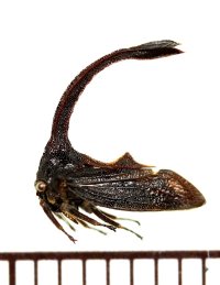 ツノゼミの一種　Hypsauchenia hardwickii　ベトナム南部