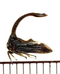 ツノゼミの一種　Hypsauchenia hardwickii　ベトナム南部