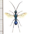 ミツバセナガアナバチ　♂　石垣島