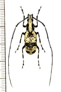 ヒゲナガゾウムシの一種　Peribathys kusamai　♂　ベトナム北東部