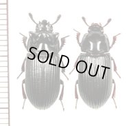 ゴミムシダマシの一種　Tenebrionidae species　ペア　インドネシア（ニューギニア島）