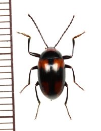 オオキノコムシ擬態のゴミムシダマシの一種　Tenebrionidae species　♂　インドネシア（ボルネオ島）