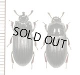 ゴミムシダマシの一種　Tenebrionidae species　ペア　インドネシア（ニューギニア島）