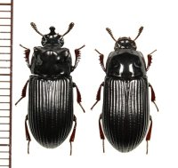 ゴミムシダマシの一種　Tenebrionidae species　ペア　インドネシア（ニューギニア島）