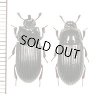 ゴミムシダマシの一種　Tenebrionidae species　ペア　インドネシア（ニューギニア島）