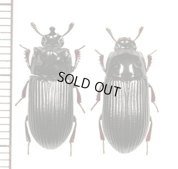 画像1: ゴミムシダマシの一種　Tenebrionidae species　ペア　インドネシア（ニューギニア島）