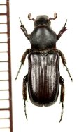 アリノスハナムグリの一種 　Plagiochilus crassipes　♀　 カメルーン