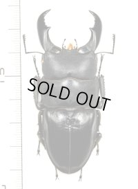 サキシマヒラタクワガタ　大型♂　70.2mm　石垣島