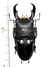 サキシマヒラタクワガタ　特大♂　75.8mm　石垣島