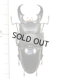 オキナワヒラタクワガタ　特大♂　70.3mm   沖縄本島