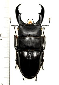 サキシマヒラタクワガタ　大型♂　74.5mm　西表島
