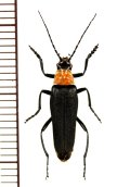 ホタル擬態のジョウカイボンの一種　Cantharidae species　♀　ベトナム中部