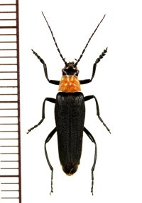 ホタル擬態のジョウカイボンの一種　Cantharidae species　♀　ベトナム中部