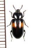 オオキノコムシ擬態のゴミムシダマシの一種　Tenebrionidae species　ベトナム中部