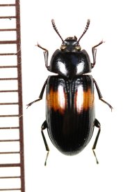オオキノコムシ擬態のゴミムシダマシの一種　Tenebrionidae species　ベトナム中部