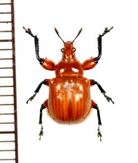 アシナガオトシブミの一種　Attelabini species　 ベトナム中部