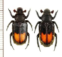 アリノスハナムグリの一種 　Clinterocera brevifasciata　ペア　 ベトナム北東部