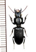 ヒョウタンゴミムシの一種　Scaritinae species　ベトナム南部