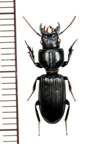 ヒョウタンゴミムシの一種　Scaritinae species　ベトナム南部