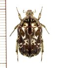 トゲバネハナムグリ　Urbania acuminata　♂　ベトナム中部