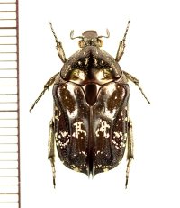トゲバネハナムグリ　Urbania acuminata　♂　ベトナム中部