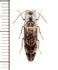 コメツキムシの一種　Elateridae species　♂　 ベトナム南部