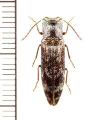 コメツキムシの一種　Elateridae species　♂　 ベトナム南部