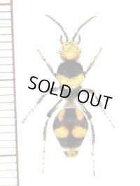 アリバチの一種　Mutillidae species　♀　メキシコ
