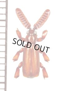 ヒゲブトオサムシの一種　Homopterus species　フランス領ギアナ