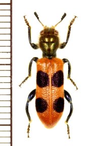 カッコウムシの一種 　Cleridae species 　ベトナム北東部