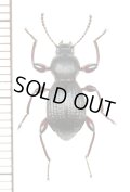 ゴミムシダマシの一種　Tenebrionidae species　タイ