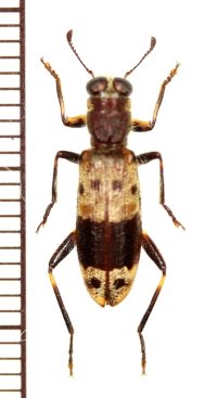 カッコウムシの一種 　1頭　Cleridae species 　ベトナム北東部
