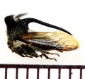 ツノゼミの一種　Membracidae species　♂　ベトナム中部