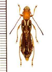 カミキリムシの一種　Thranius multinotatus multinotatus　♀　ベトナム北東部