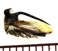 ツノゼミの一種　Membracidae species　♀　ベトナム中部