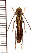 カミキリムシの一種　Thranius multinotatus multinotatus　♂　ベトナム北東部