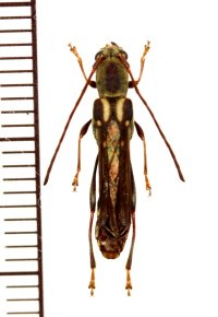 カミキリムシの一種　Thranius multinotatus multinotatus　♂　ベトナム北東部