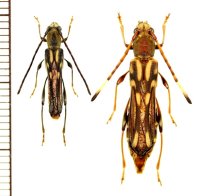 ヤエヤマホソバネカミキリ　大型ペア　石垣島