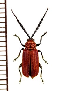 ベニボタル擬態のハムシの一種　Chrysomelidae species　 ベトナム南部