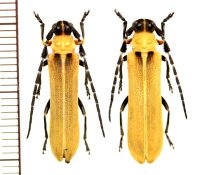 カミキリムシの一種　Linda testacea　ペア　ベトナム北東部
