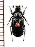 ホソヒラタエグリハナムグリ　Euremina guttata　♂　ベトナム中部
