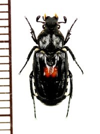 ホソヒラタエグリハナムグリ　Euremina guttata　♂　ベトナム中部