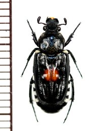 ホソヒラタエグリハナムグリ　Euremina guttata　♀　ベトナム中部