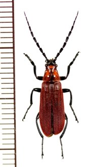 ベニボタル擬態のジョウカイボンの一種　Cantharidae species　♂　ベトナム中部