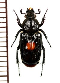 ホソヒラタエグリハナムグリ　Euremina guttata　♂　ベトナム中部