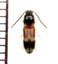 アリバチ擬態のコメツキムシの一種　Elateridae species　♂　 ベトナム南部